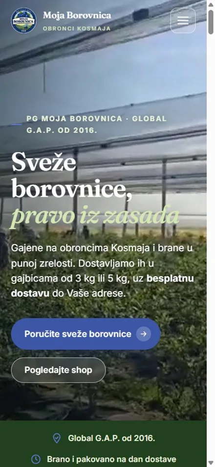 Sajt Moja Borovnica na telefonu: naslov Sveže borovnice pravo iz zasada preko fotografije zasada pod mrežom.